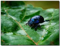 image of leaf_beetle