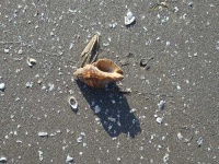 image of hermit_crab