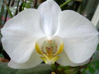 image of moon_orchid #9