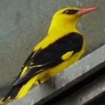 image of bird