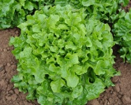image of fruit_and_vegetable