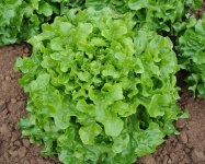 image of lettuce #2