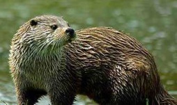 image of mink