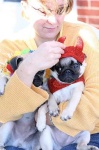 image of pug