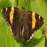 image of banded_butterfly #133