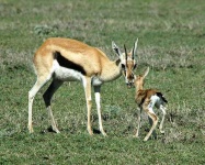 image of gazelle