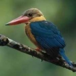 image of bird