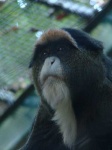 image of guenon