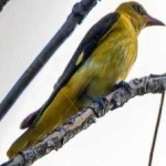 image of bird