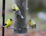 image of goldfinch