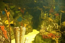 image of coral_reef #1