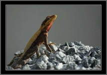 image of agama