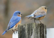 image of bluebird