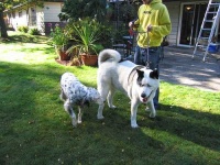 image of english_setter