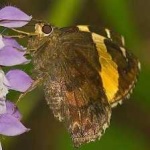 image of banded_butterfly #24