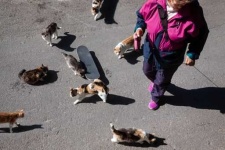 image of feral_cats