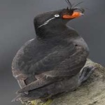 image of bird