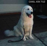 image of kuvasz