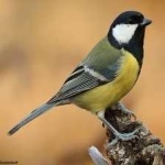 image of bird