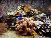 image of coral_reef #20