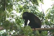 image of howler_monkey