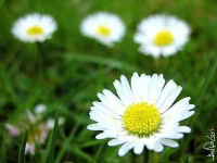 image of daisy