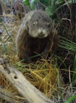 image of beaver