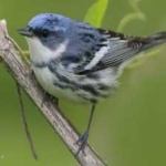image of bird