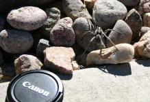 image of wolf_spider