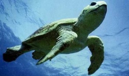 image of loggerhead