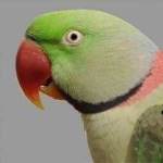 image of alexandrine_parakeet #25