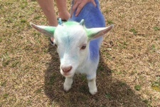image of animal