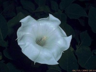 image of flower