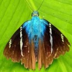 image of animal