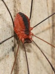 image of harvestman