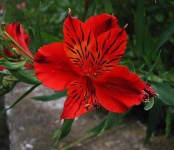 image of flower