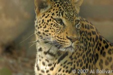 image of leopard #34