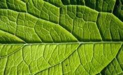 image of leaf