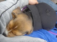 image of beagle