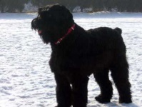 image of giant_schnauzer