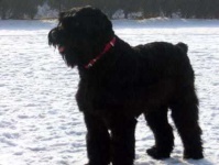 image of giant_schnauzer #21