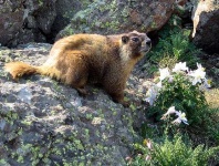 image of marmot
