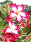 image of flower