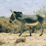 image of donkey #25