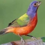 image of bird