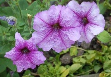 image of petunia #5