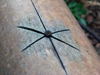 image of nail