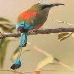 image of bird