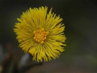 image of flower