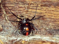 image of black_widow